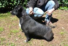 NETTIE, Hund, Mischlingshund in Italien - Bild 2