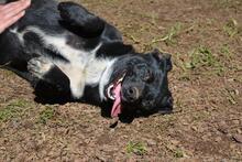 NETTIE, Hund, Mischlingshund in Italien - Bild 3