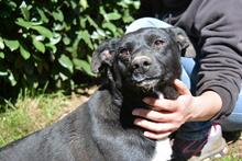 NETTIE, Hund, Mischlingshund in Italien - Bild 4