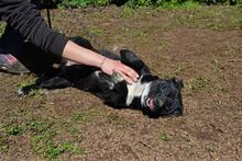 NETTIE, Hund, Mischlingshund in Italien - Bild 5