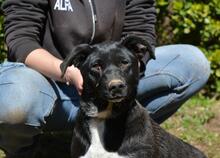 NETTIE, Hund, Mischlingshund in Italien - Bild 6