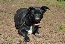 NETTIE, Hund, Mischlingshund in Italien - Bild 7