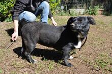 NETTIE, Hund, Mischlingshund in Italien - Bild 8