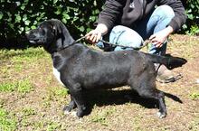 NETTIE, Hund, Mischlingshund in Italien - Bild 9