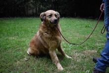 GRAZIANA, Hund, Mischlingshund in Italien - Bild 10