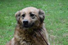 GRAZIANA, Hund, Mischlingshund in Italien - Bild 11