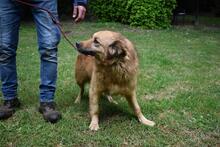 GRAZIANA, Hund, Mischlingshund in Italien - Bild 12