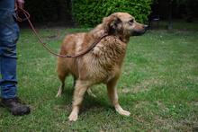 GRAZIANA, Hund, Mischlingshund in Italien - Bild 13