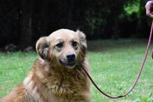 GRAZIANA, Hund, Mischlingshund in Italien - Bild 14