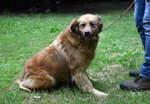 GRAZIANA, Hund, Mischlingshund in Italien - Bild 15