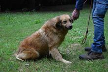 GRAZIANA, Hund, Mischlingshund in Italien - Bild 16
