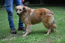 GRAZIANA, Hund, Mischlingshund in Italien - Bild 17