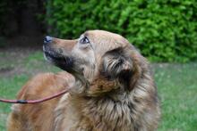 GRAZIANA, Hund, Mischlingshund in Italien - Bild 2