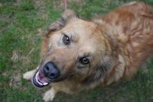 GRAZIANA, Hund, Mischlingshund in Italien - Bild 3