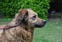 GRAZIANA, Hund, Mischlingshund in Italien - Bild 4