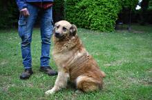 GRAZIANA, Hund, Mischlingshund in Italien - Bild 5