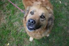 GRAZIANA, Hund, Mischlingshund in Italien - Bild 6