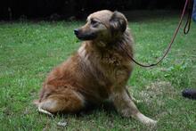 GRAZIANA, Hund, Mischlingshund in Italien - Bild 7