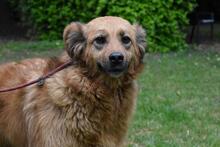 GRAZIANA, Hund, Mischlingshund in Italien - Bild 8