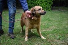 GRAZIANA, Hund, Mischlingshund in Italien - Bild 9