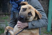 ANTHANIEL, Hund, Mischlingshund in Italien - Bild 1