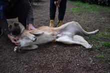 ANTHANIEL, Hund, Mischlingshund in Italien - Bild 10
