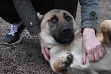 ANTHANIEL, Hund, Mischlingshund in Italien - Bild 11
