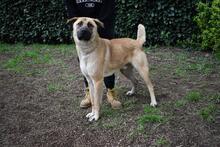 ANTHANIEL, Hund, Mischlingshund in Italien - Bild 12
