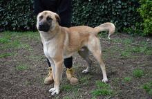 ANTHANIEL, Hund, Mischlingshund in Italien - Bild 13