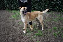 ANTHANIEL, Hund, Mischlingshund in Italien - Bild 14