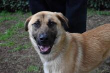 ANTHANIEL, Hund, Mischlingshund in Italien - Bild 15