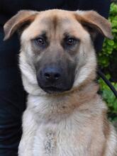 ANTHANIEL, Hund, Mischlingshund in Italien - Bild 16