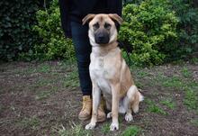 ANTHANIEL, Hund, Mischlingshund in Italien - Bild 2
