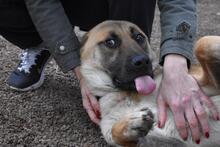 ANTHANIEL, Hund, Mischlingshund in Italien - Bild 3