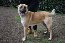 ANTHANIEL, Hund, Mischlingshund in Italien - Bild 5