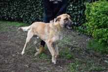 ANTHANIEL, Hund, Mischlingshund in Italien - Bild 6