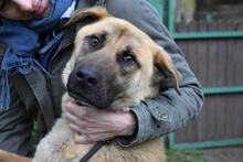 ANTHANIEL, Hund, Mischlingshund in Italien - Bild 7