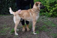 ANTHANIEL, Hund, Mischlingshund in Italien - Bild 8