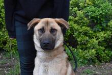 ANTHANIEL, Hund, Mischlingshund in Italien - Bild 9