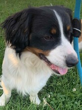 ATLASZ, Hund, Mischlingshund in Ungarn - Bild 11