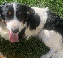 ATLASZ, Hund, Mischlingshund in Ungarn - Bild 12