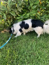ATLASZ, Hund, Mischlingshund in Ungarn - Bild 13