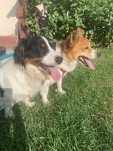 ATLASZ, Hund, Mischlingshund in Ungarn - Bild 14