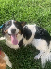 ATLASZ, Hund, Mischlingshund in Ungarn - Bild 2