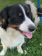ATLASZ, Hund, Mischlingshund in Ungarn - Bild 3