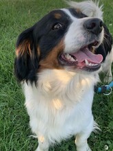 ATLASZ, Hund, Mischlingshund in Ungarn - Bild 6