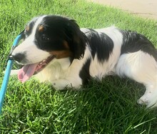 ATLASZ, Hund, Mischlingshund in Ungarn - Bild 7