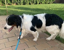ATLASZ, Hund, Mischlingshund in Ungarn - Bild 8