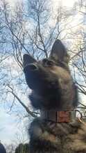 DYANARA, Hund, Schäferhund Mischling in Overath - Bild 2