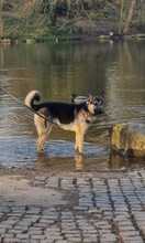 DYANARA, Hund, Schäferhund Mischling in Overath - Bild 3
